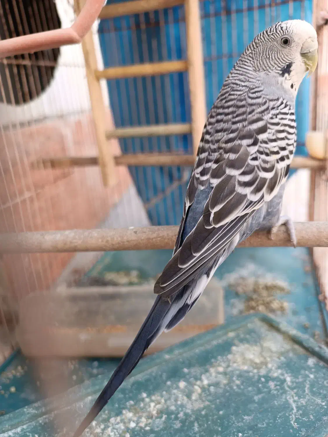 مرغ عشق ماده زیبا|پرنده|بهبهان, |دیوار