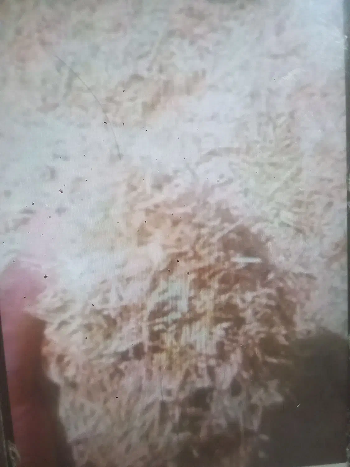 کاه گندم|لوازم جانبی حیوانات|قوچان, |دیوار