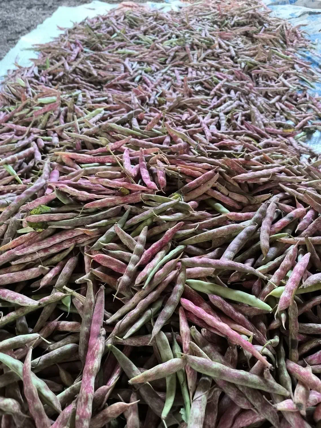 لوبیا چیتی|عمدهفروشی|صومعهسرا, |دیوار