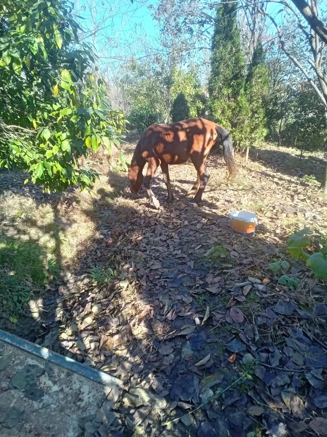 اسب نر جوان|اسب و تجهیزات اسب‌سواری|نشتارود, |دیوار