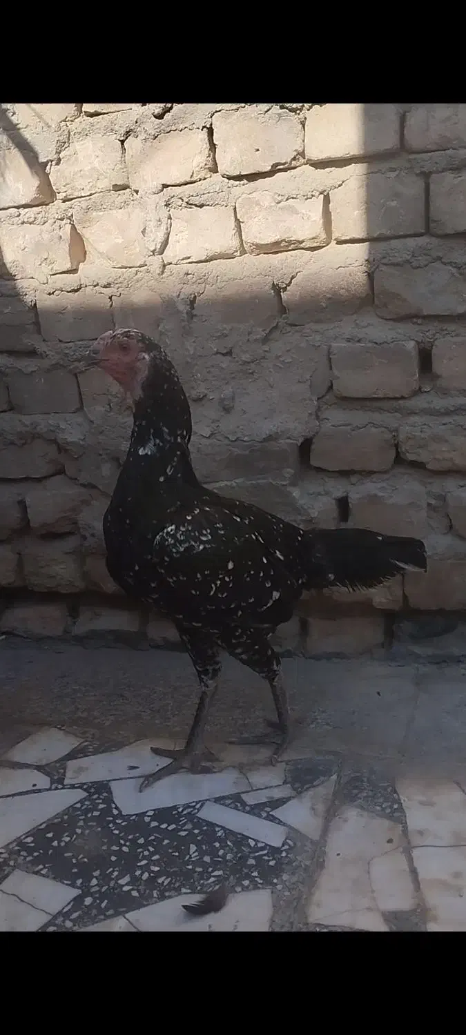مرغ وا خروس لاری|حیوانات مزرعه|زاهدان, |دیوار