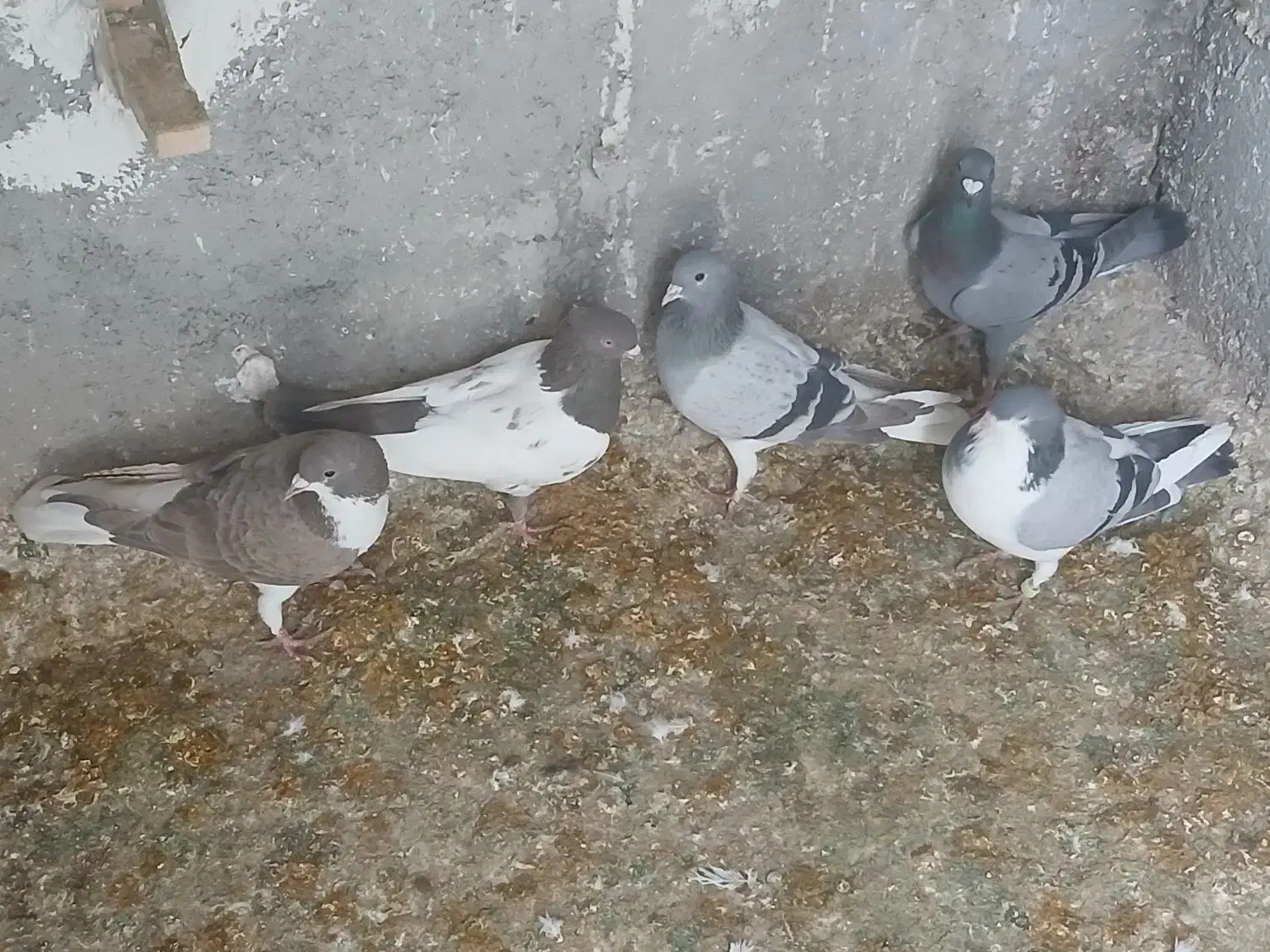 ۵ عدد کفتر|پرنده|شیراز, شهرک بهار|دیوار