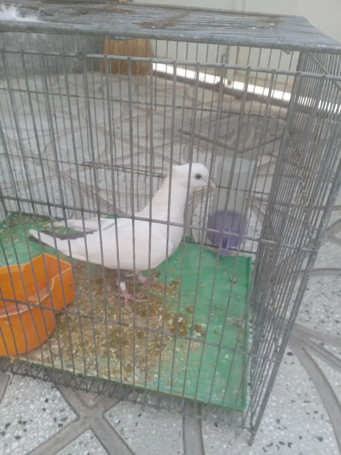 کبوتر دمبی ماده|پرنده|سبزوار, شرق کال شمالی|دیوار