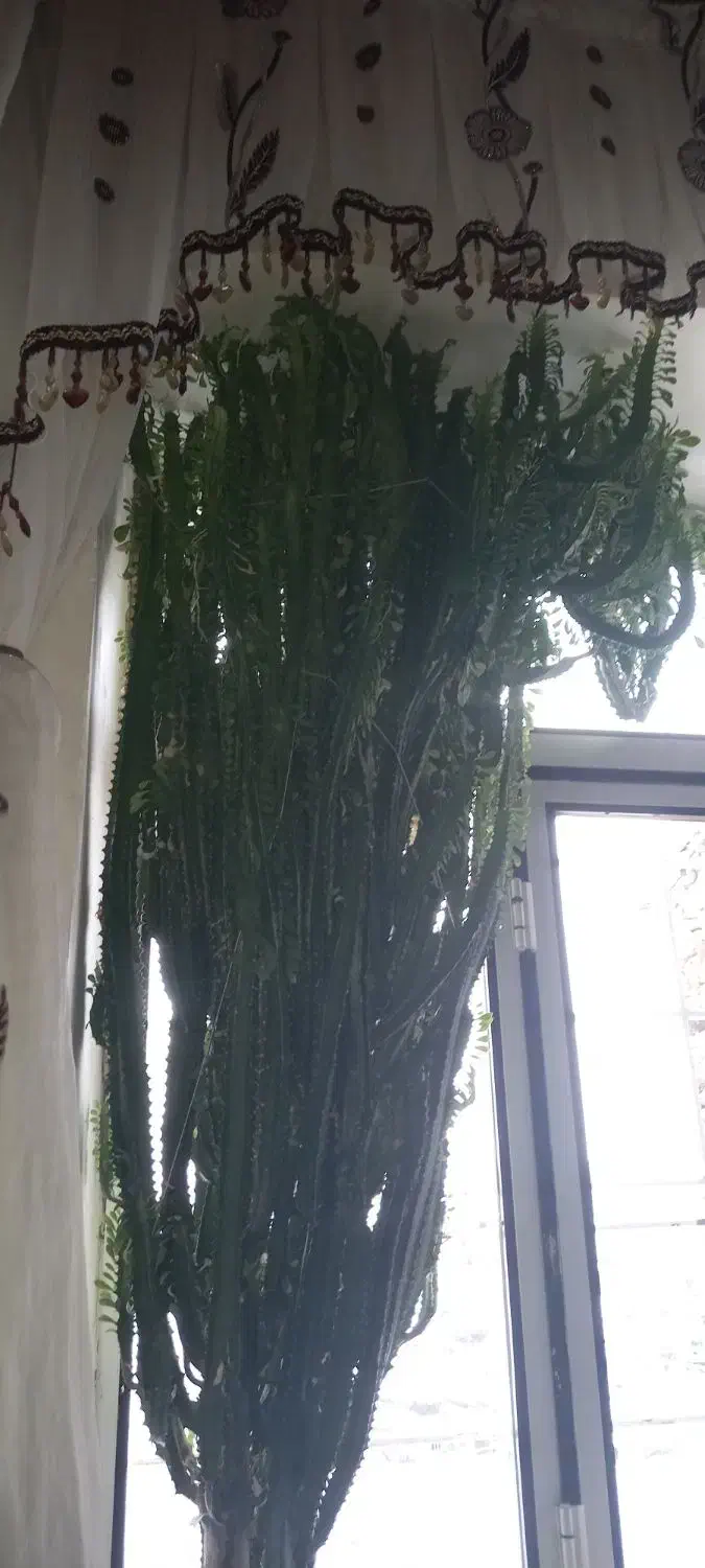 گل فروشی|گل و گیاه طبیعی|مریوان, |دیوار