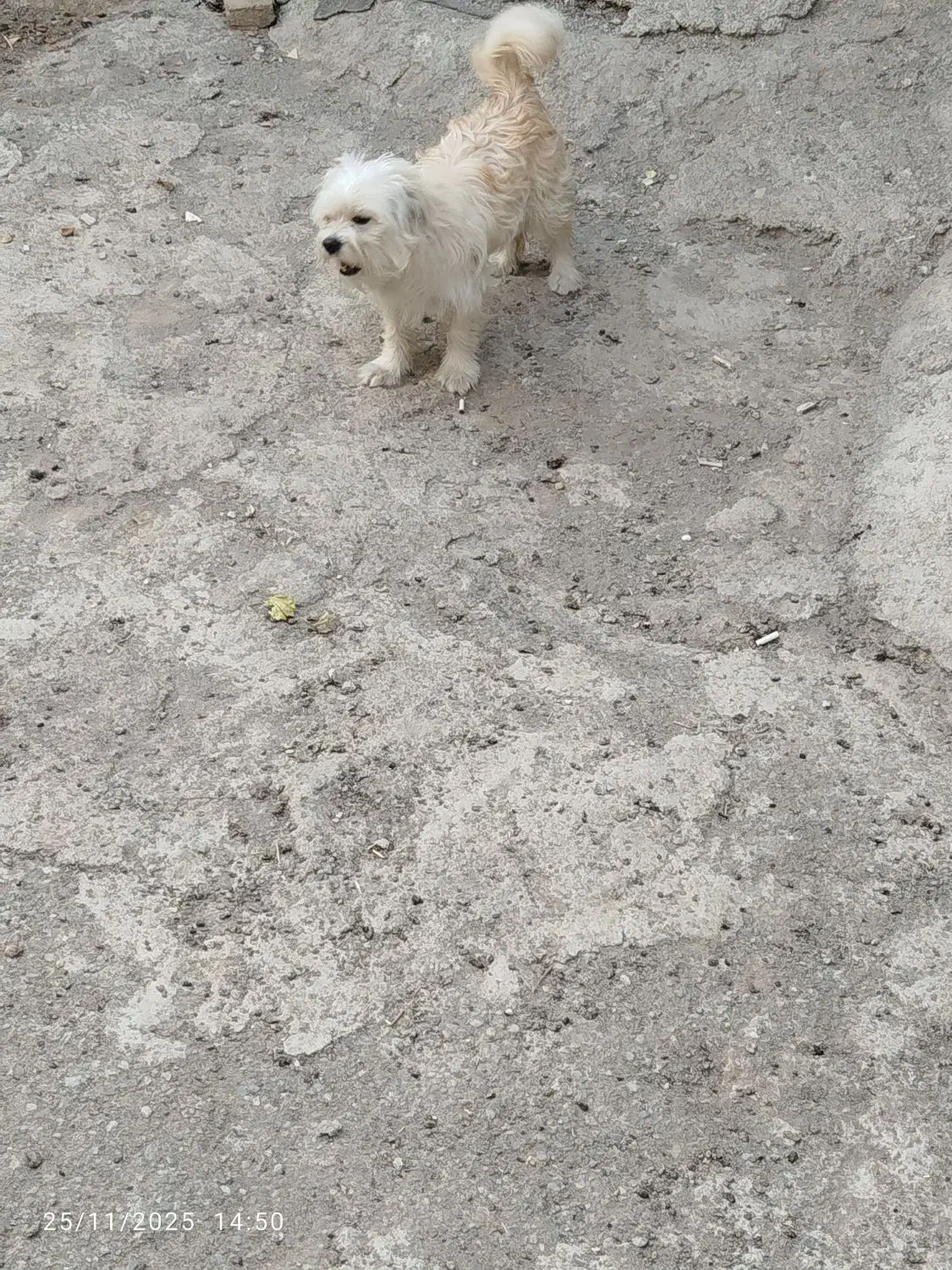 فروش سگ پا کوتاه|سگ|محمدیه-قزوین, |دیوار