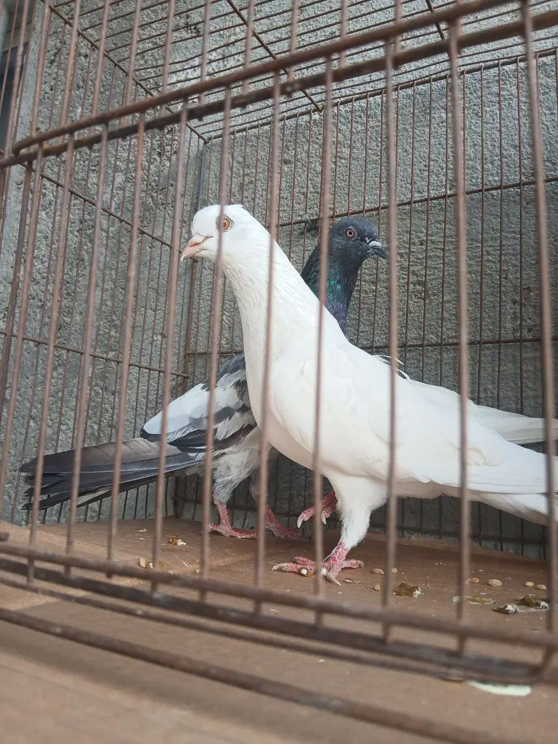 یک جفت کبوتر نر ماده  بفروش میرسد|پرنده|میناب, |دیوار
