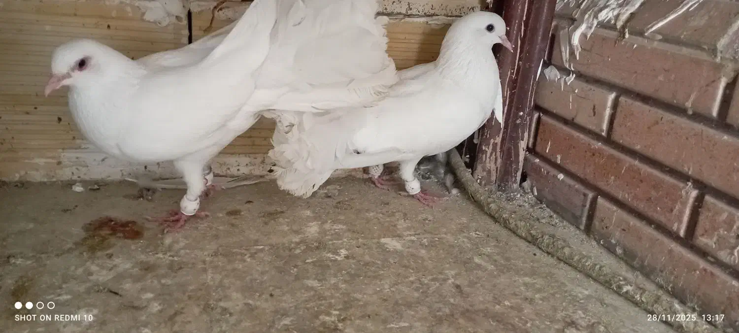 کبوتر زینتی|پرنده|شوش, |دیوار