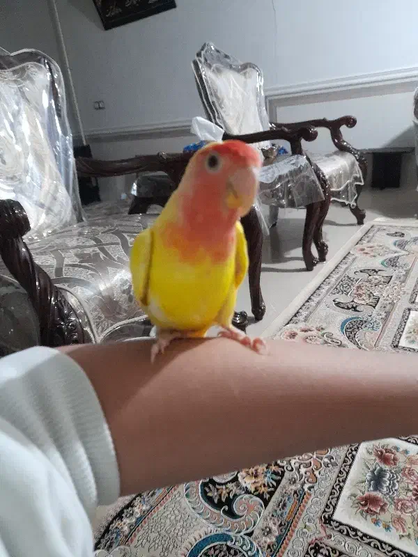 طوطی‌برزیلی|پرنده|بوئین زهرا, |دیوار