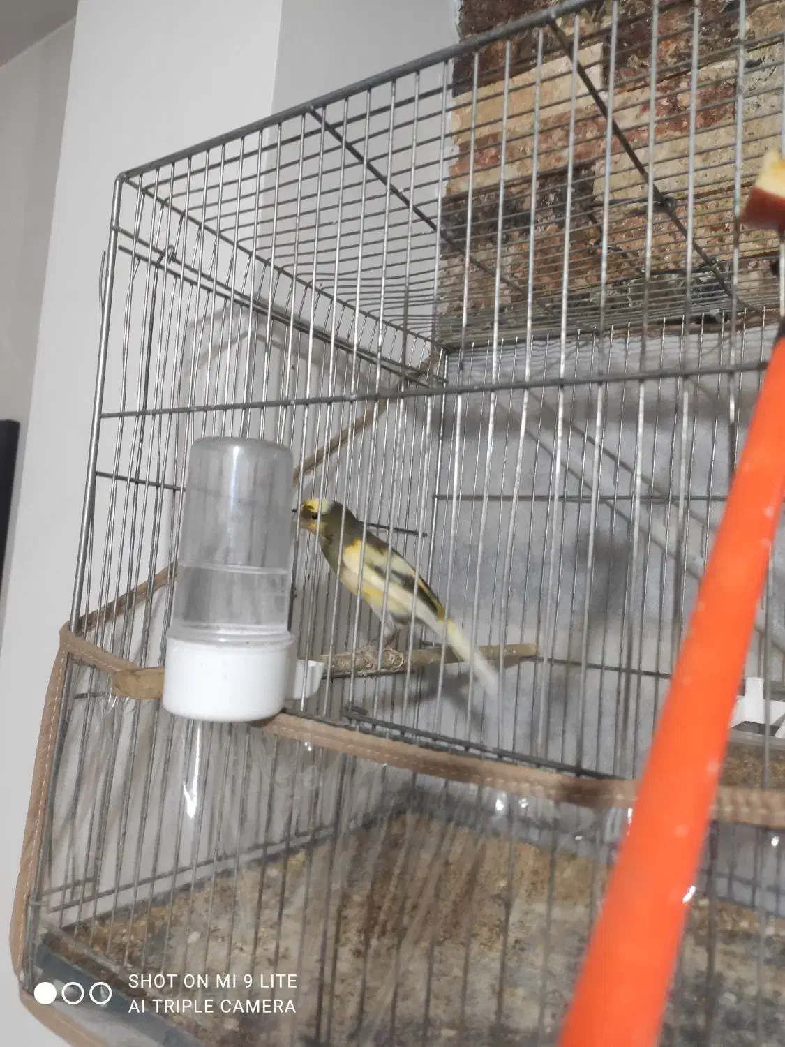 قناری مست شلاقی|پرنده|مشهد, کوی ولیعصر|دیوار