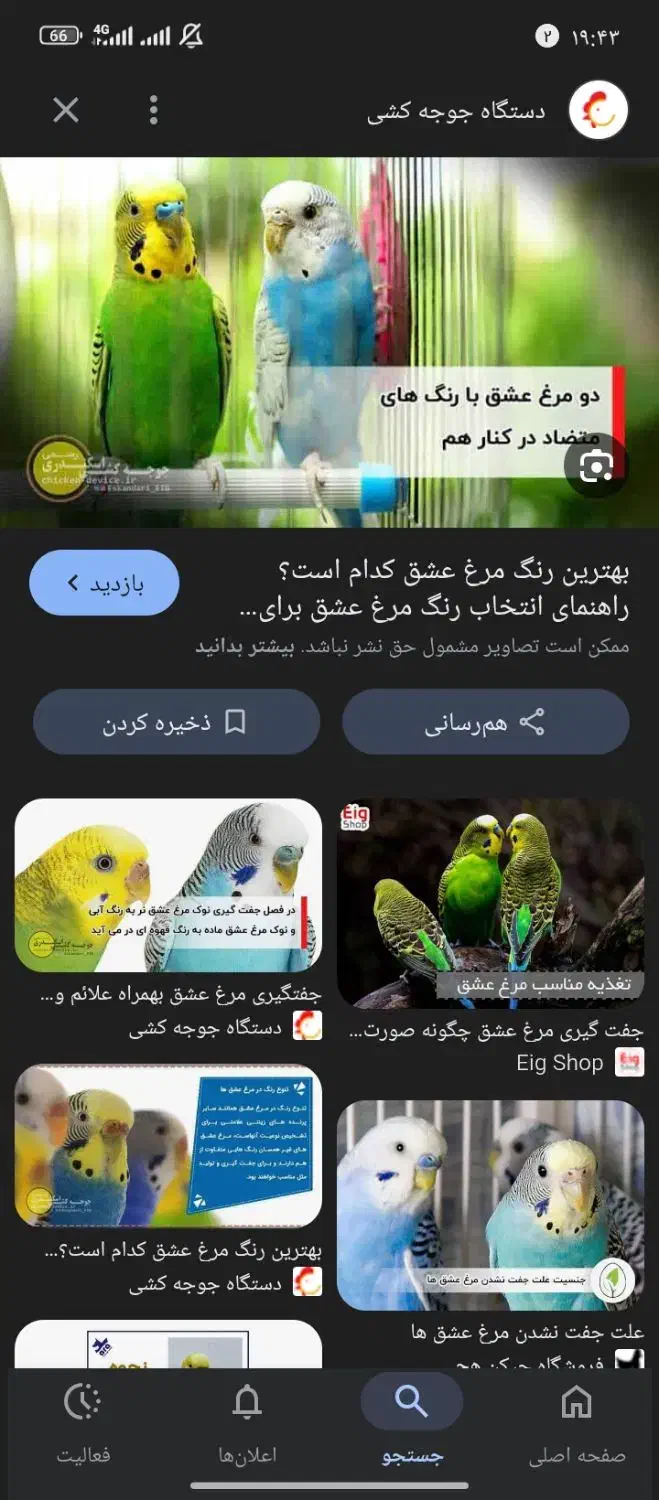 جفت مرغعشقتخمگذار|پرنده|شیراز, کرونی(خاتونک)|دیوار