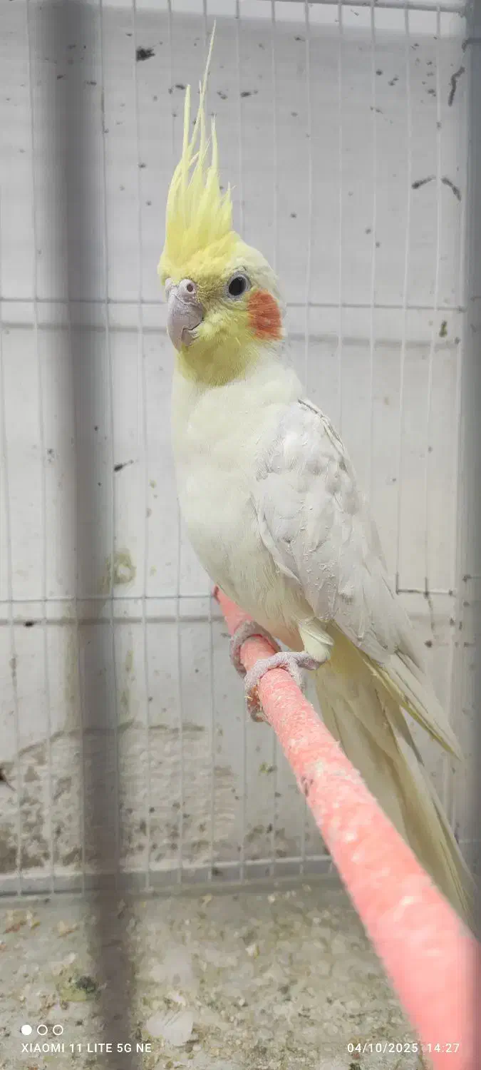 یک جفت عروس هلندی تضمینی تخم جوجه نطفه دار|پرنده|جلگه ماژان, |دیوار