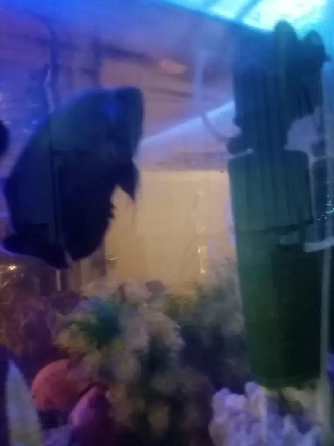 آکواریوم با لوازم|ماهی|مشهد, توس (بلوار توس)|دیوار