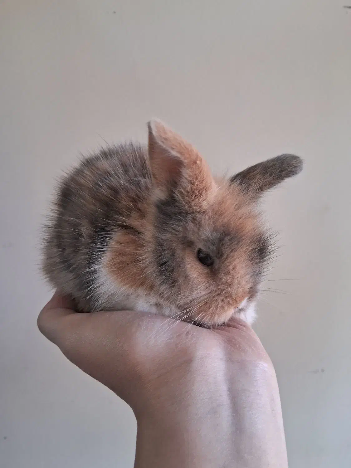 خرگوش لپ|موش و خرگوش|نجفآباد, صالح آباد|دیوار