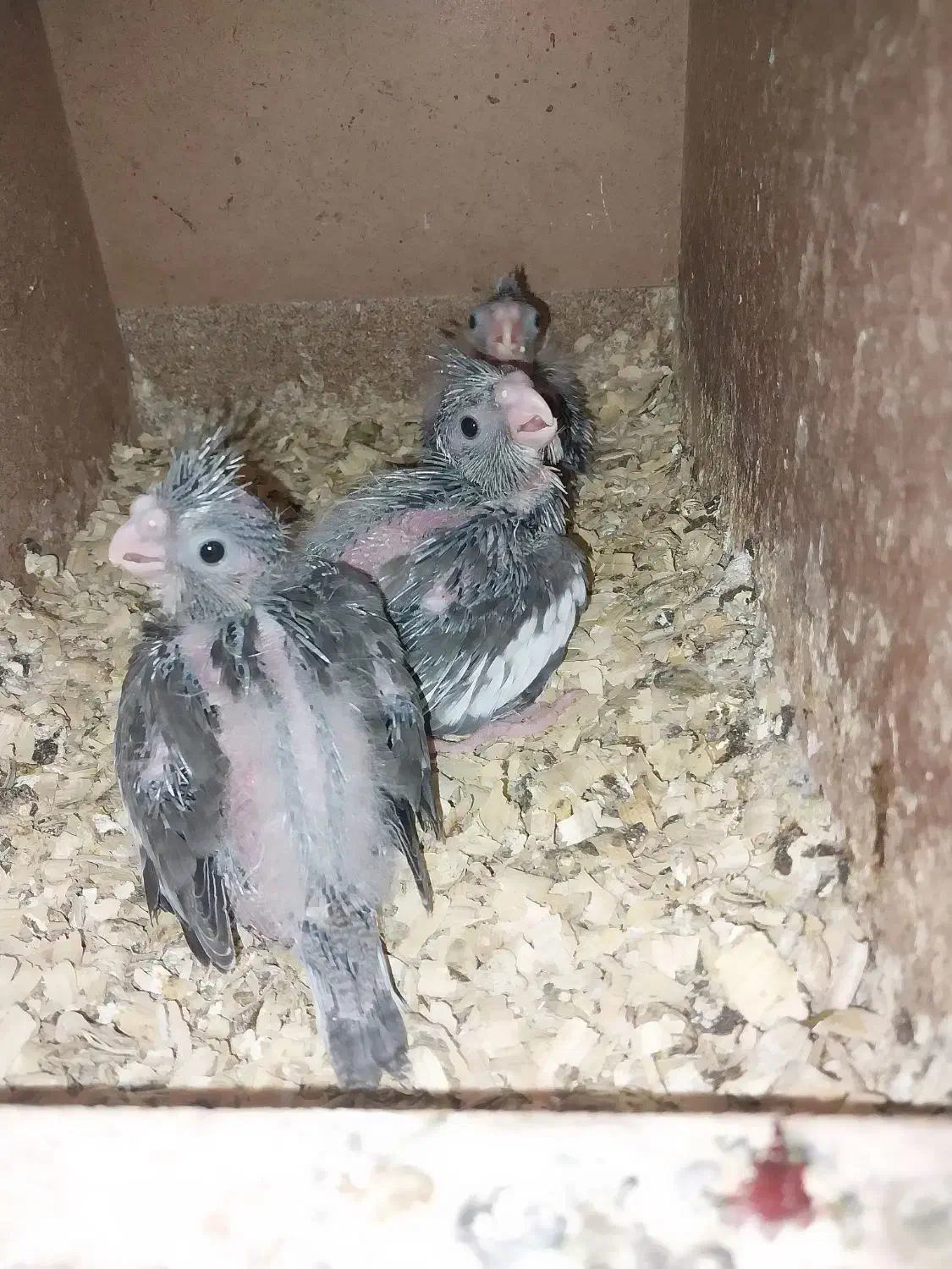 عروس هلندی جوجه سرلاکی|پرنده|آق قلا, |دیوار