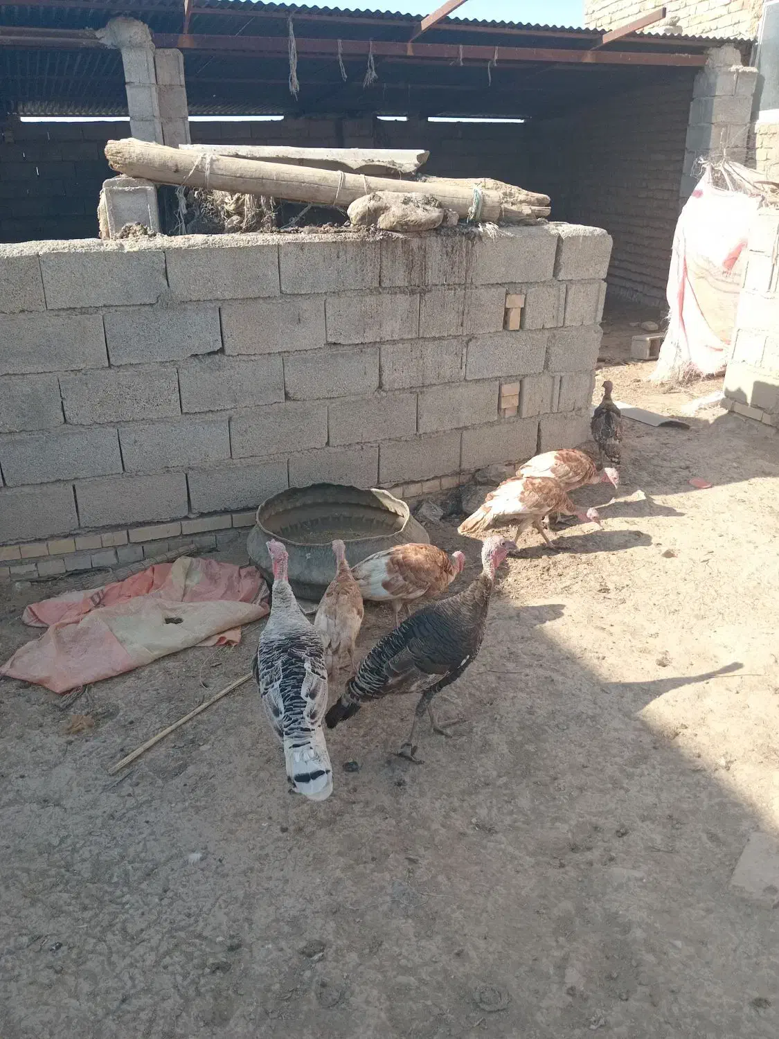 انبار الوم|حیوانات مزرعه|انبارآلوم, |دیوار