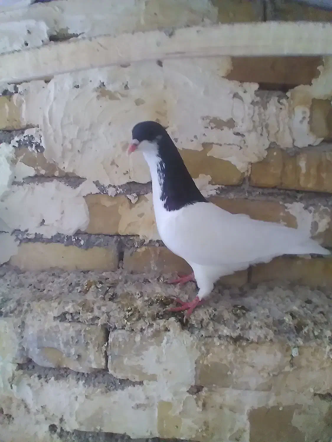 شستی  نر بهترین نژاد|پرنده|تاکستان, |دیوار