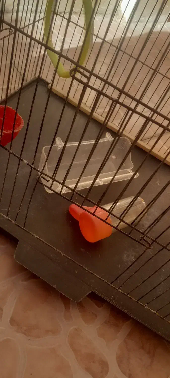 قفس|لوازم جانبی حیوانات|تبریز, |دیوار