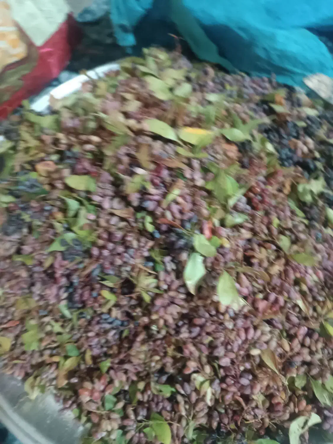 زرشک خشک و تر کوهی|خوردنی و آشامیدنی|شیراز, گلستان|دیوار
