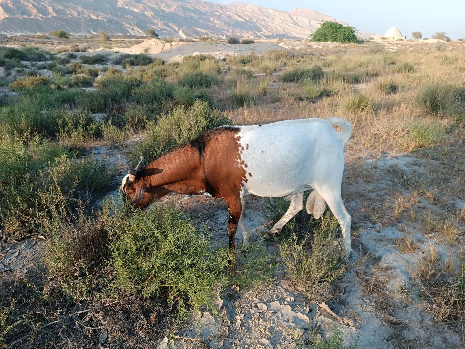 سومال|حیوانات مزرعه|شیبکوه (هرمزگان), |دیوار