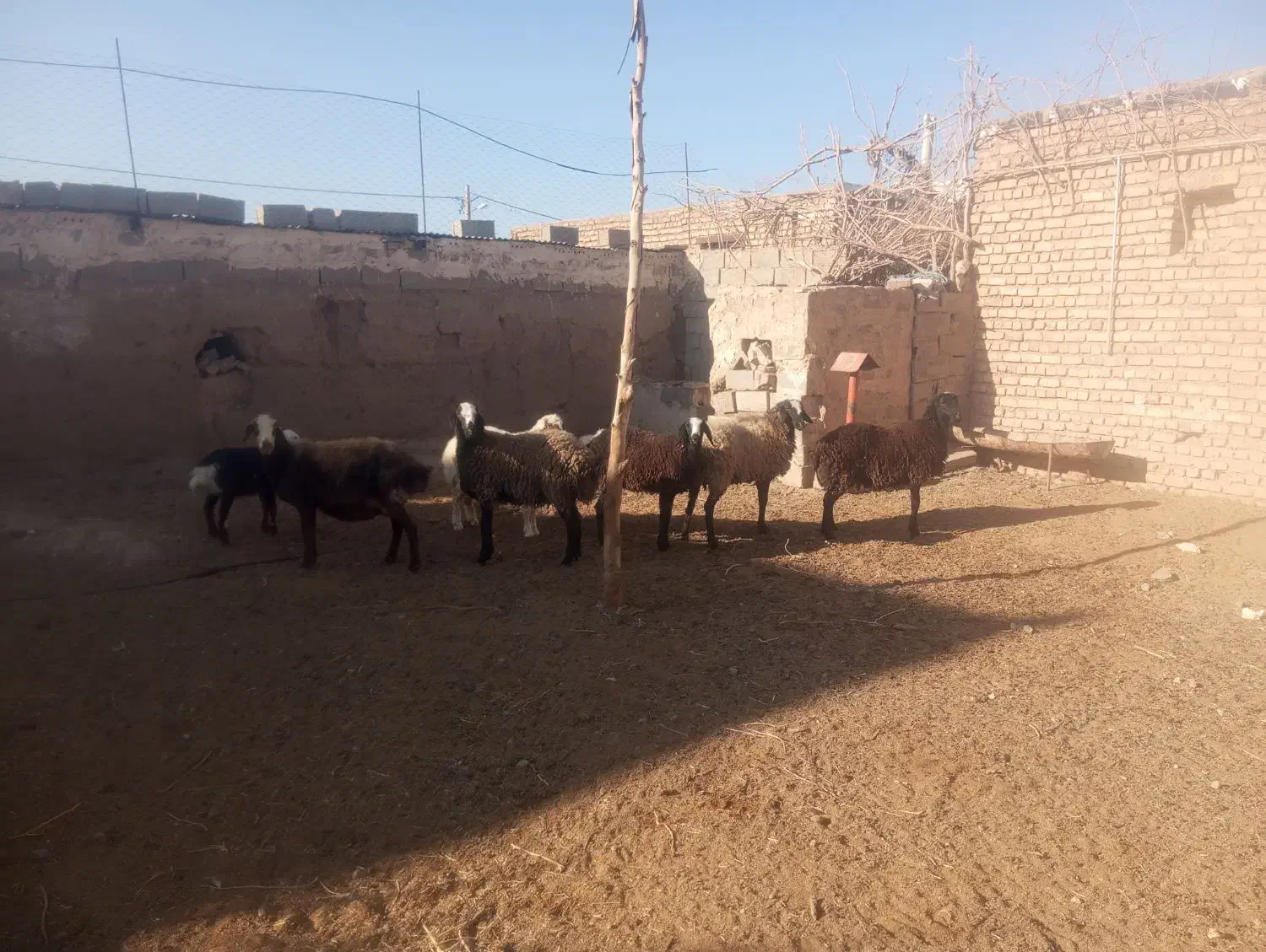 کاور تقلی آبستن|حیوانات مزرعه|قاسمآباد (خواف), |دیوار