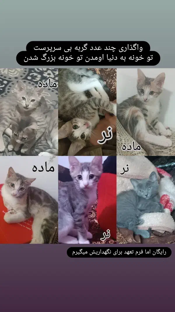 واگذاری رایگان گربه Dsh|گربه|رشت, پاره بیجار|دیوار