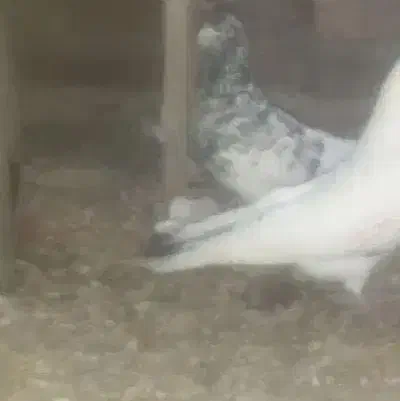 کبوتر|حیوانات|بروجرد, |دیوار