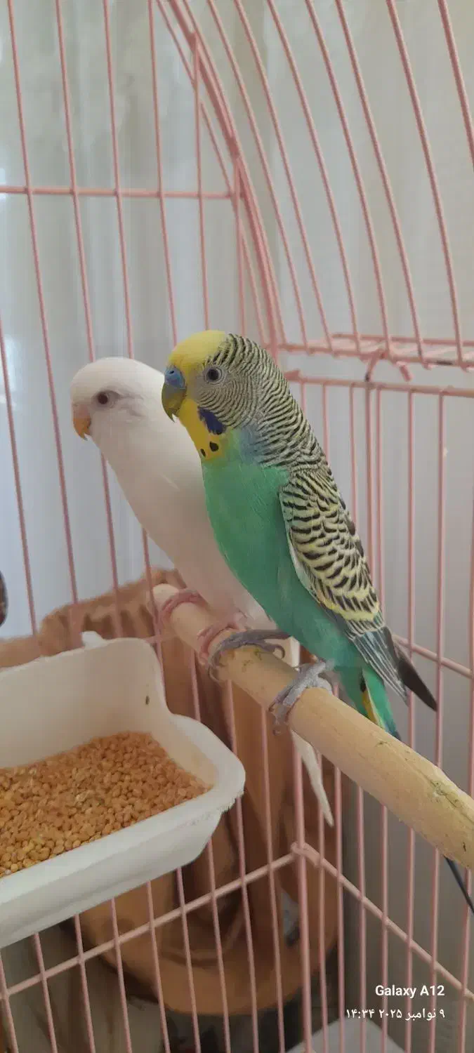 مرغ عشق جفت|پرنده|تبریز, |دیوار