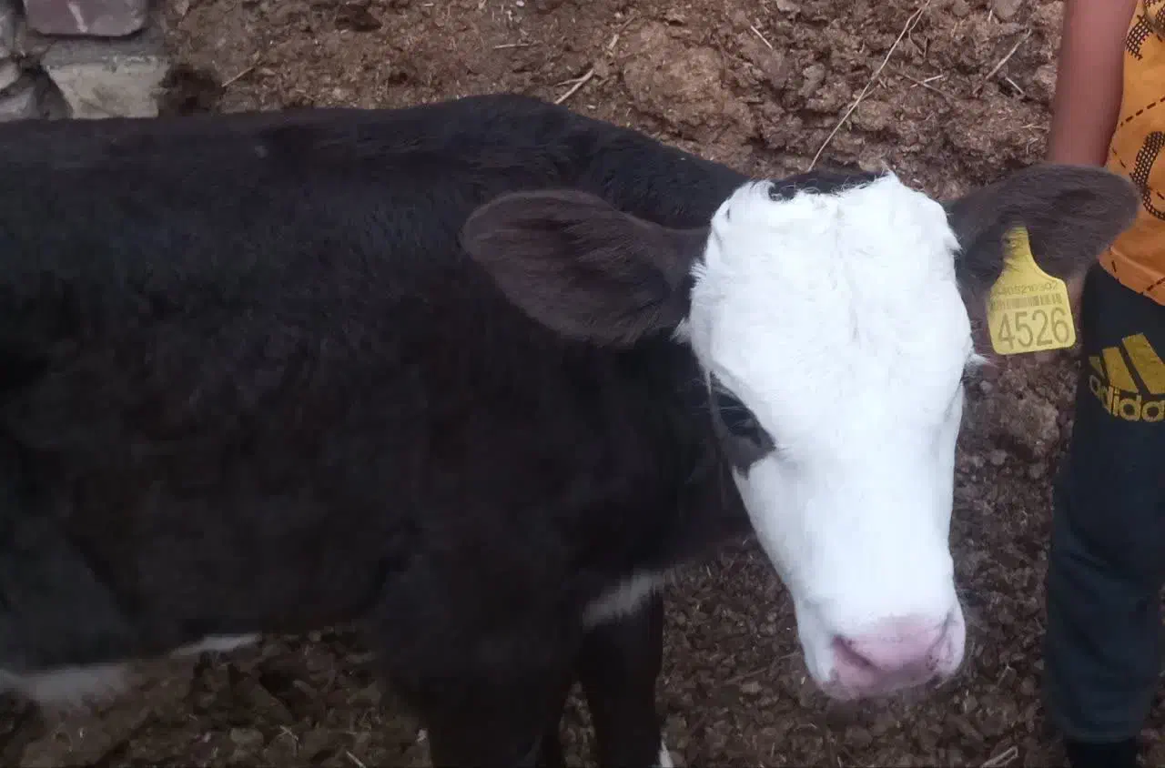 گوساله ماده سه ماه|حیوانات مزرعه|کاشان, باغ فین|دیوار