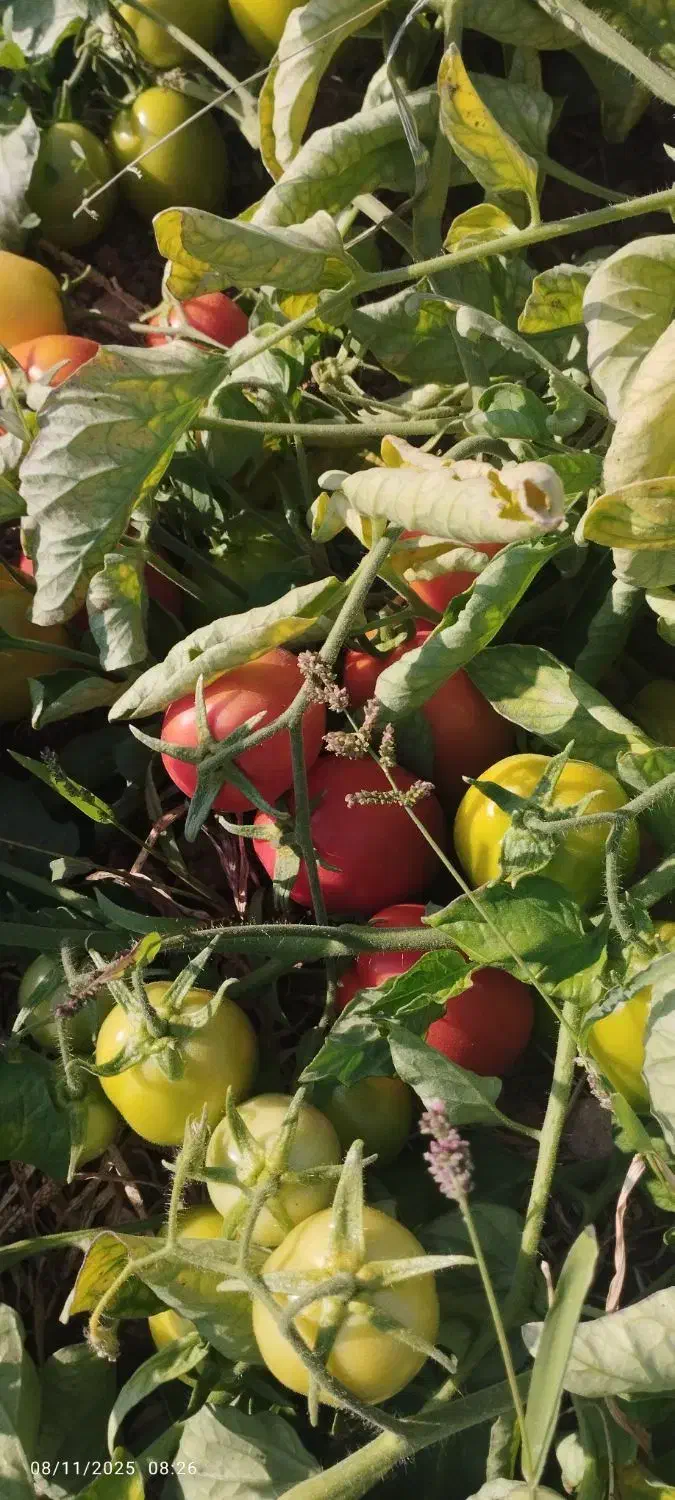 فروش گوجه لوکس ساکاتا تناژ بالا|خوردنی و آشامیدنی|دهدشت, |دیوار