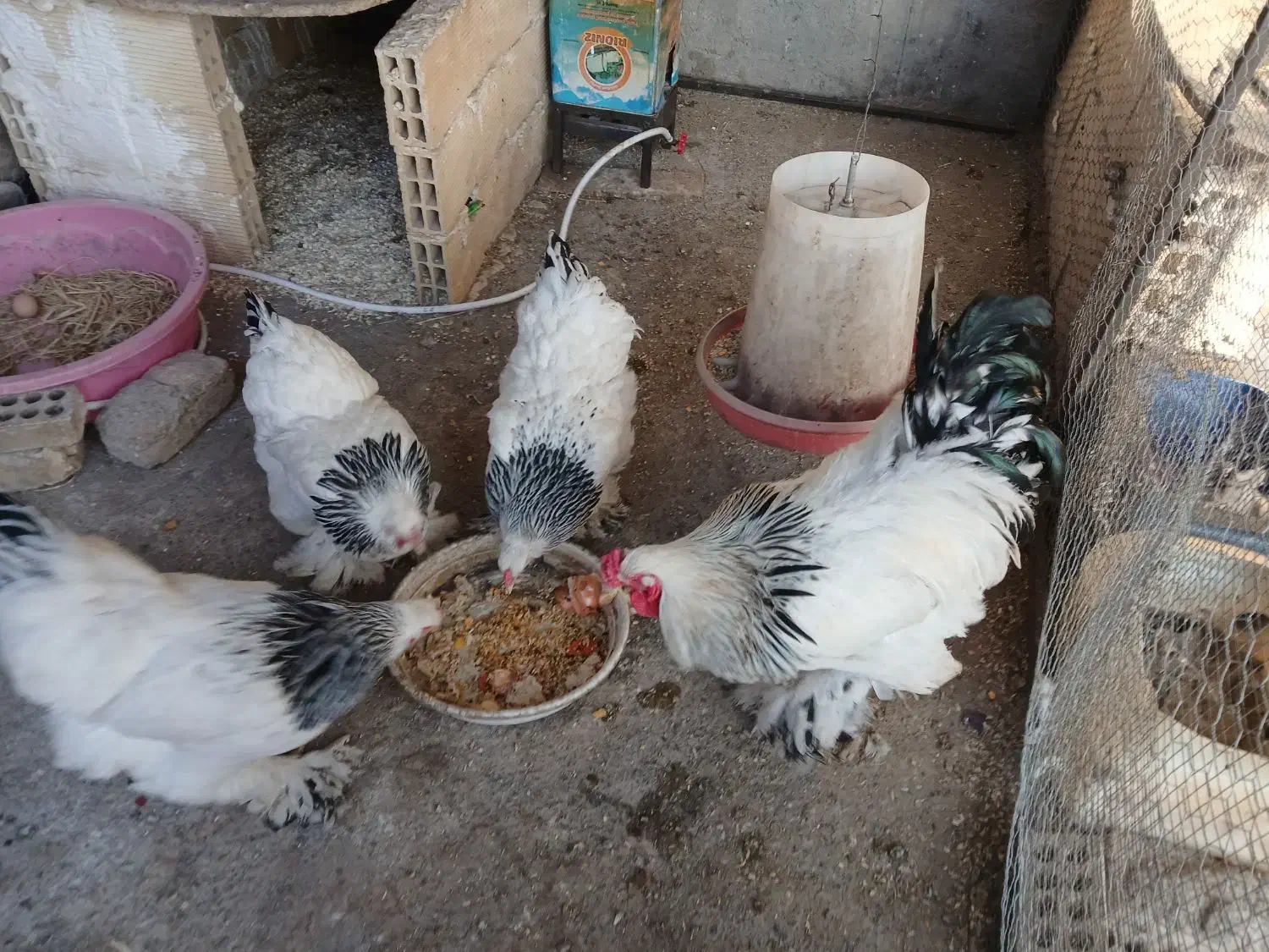 تخم نطفه دار برهما لایت|حیوانات مزرعه|فولادشهر, زاینده رود|دیوار