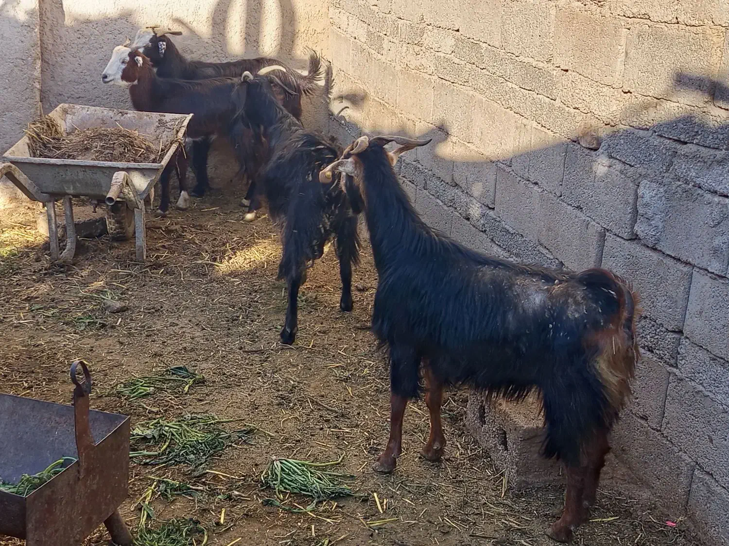 فروش بز|حیوانات مزرعه|داراب, |دیوار