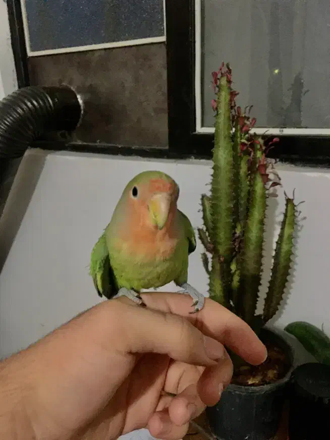 جوجه طوطی برزیلی رام دستی|پرنده|چالوس, |دیوار