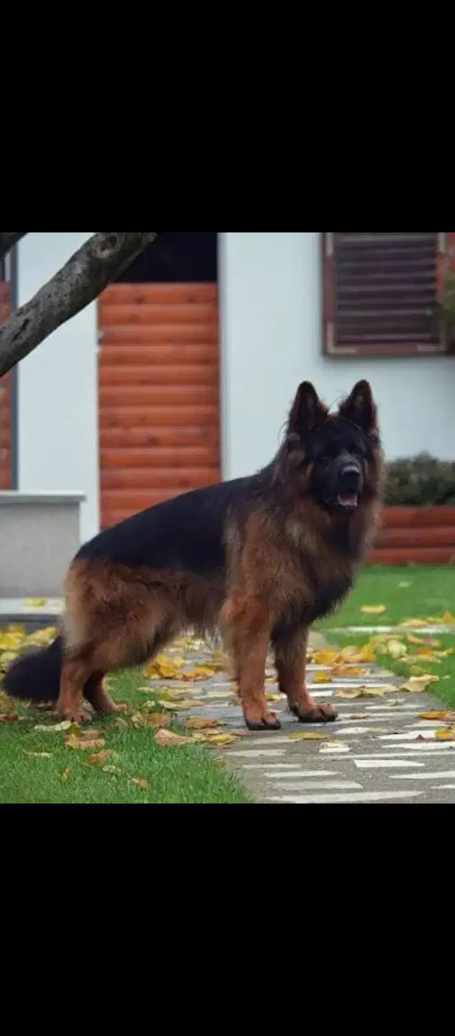 ژرمن شپرد نر یک ساله|سگ|شهریار, شهرک وائین|دیوار