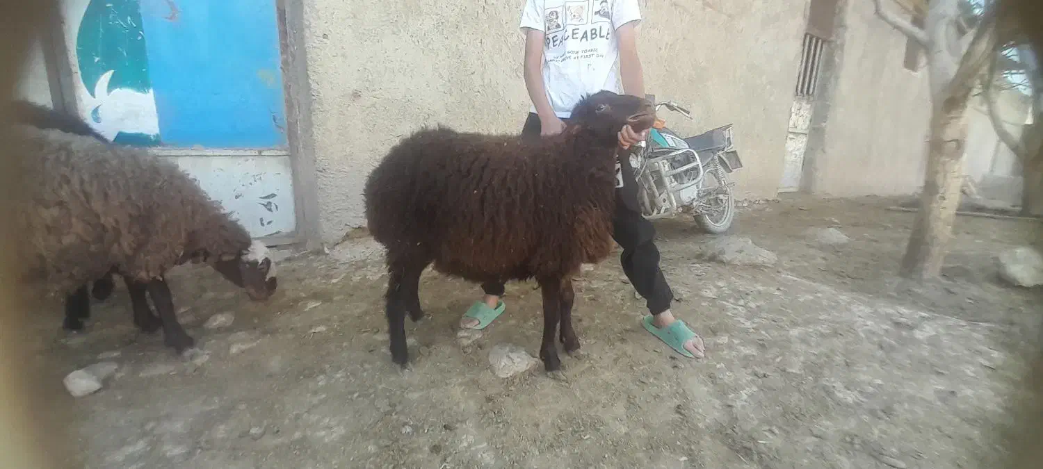 سه راس بره ماده هترو|حیوانات مزرعه|شیروان (خراسان), |دیوار