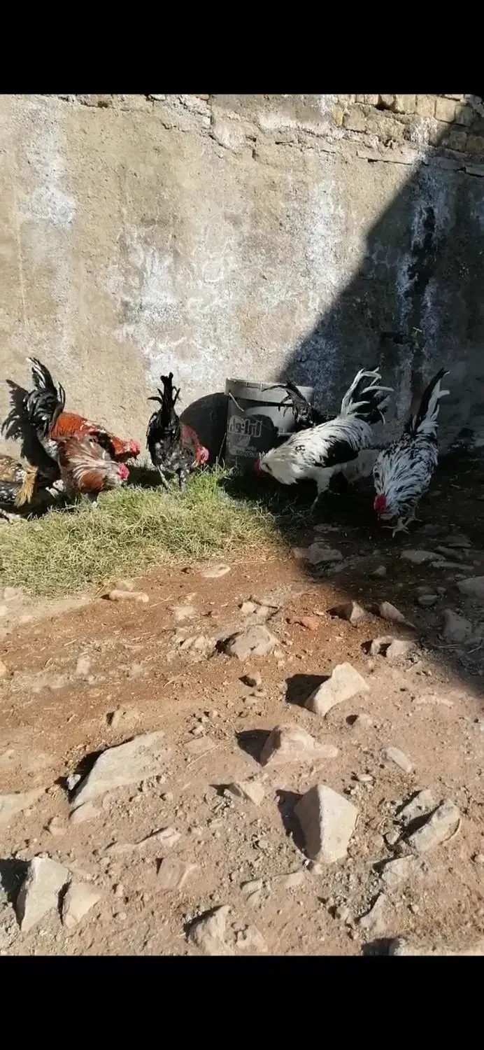 خروس گلین|حیوانات مزرعه|قم, پردیسان|دیوار