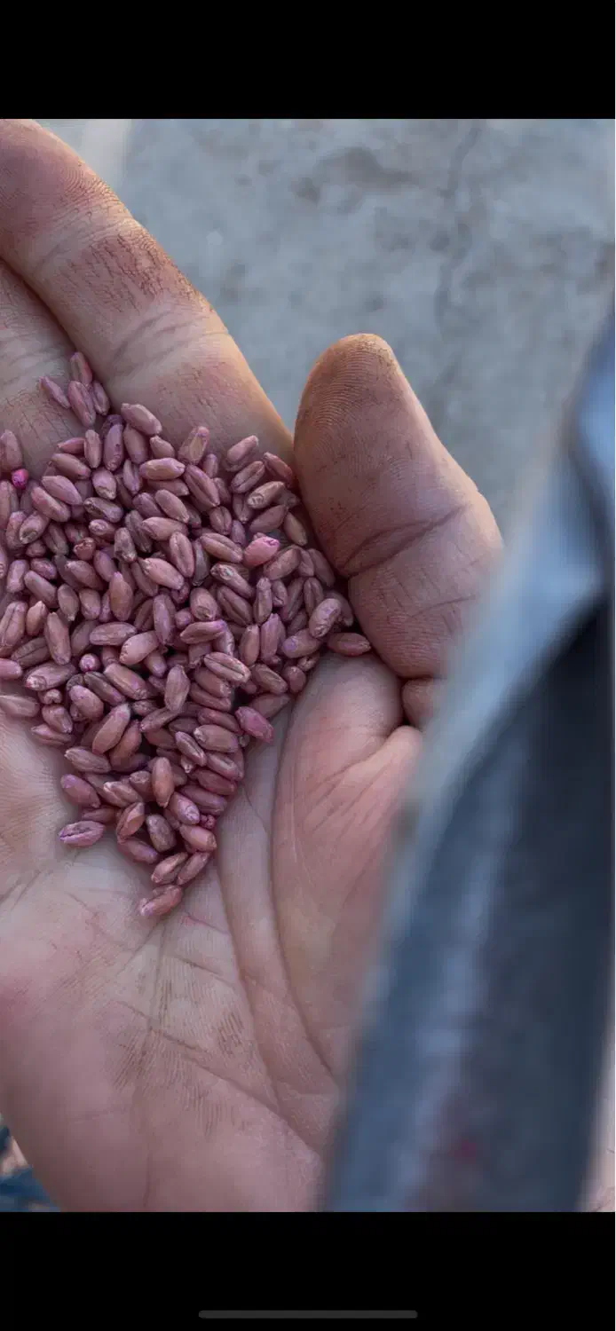 بذر گندم آبی رقم آراز|خدمات باغبانی و درختکاری|گنبد کاووس, |دیوار