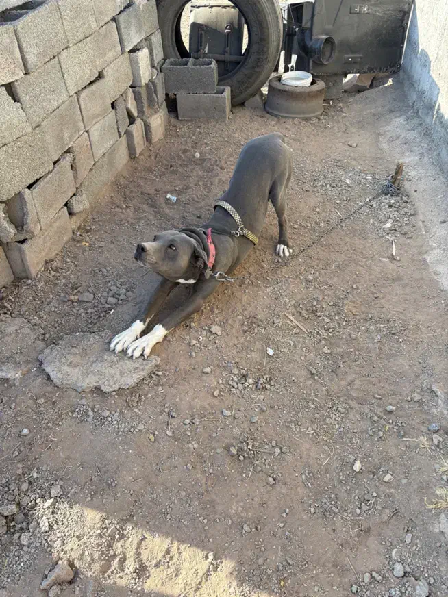 سگ پیت بول|سگ|قزوین, |دیوار