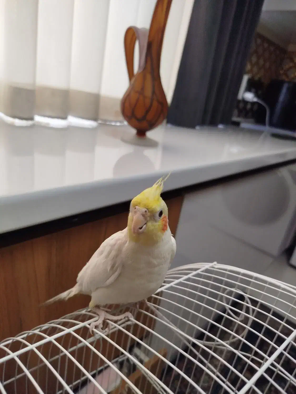 عروس هلندی نر سخنگو دستی همراه قفس|پرنده|تهران, مقدم|دیوار