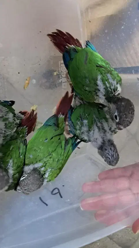 جوجه گرینچینگ|پرنده|گرمسار, |دیوار