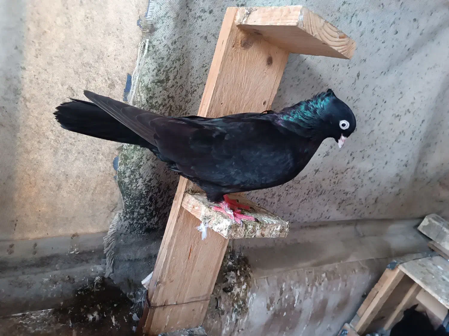 زاغ آبادانی|پرنده|اهواز, سلطانمنش|دیوار