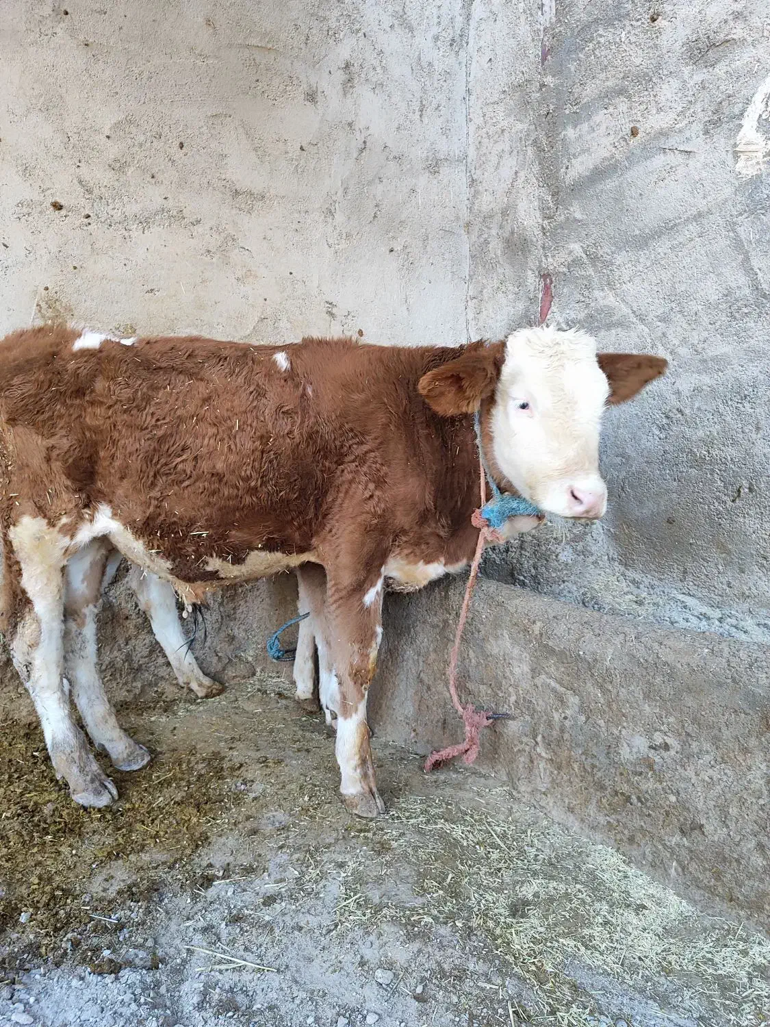 گوساله سیمینتال|حیوانات مزرعه|بیرانوند, |دیوار