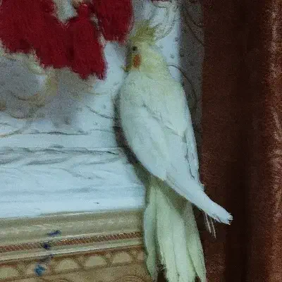 عروس هلندی|پرنده|اهواز, منبع اب|دیوار