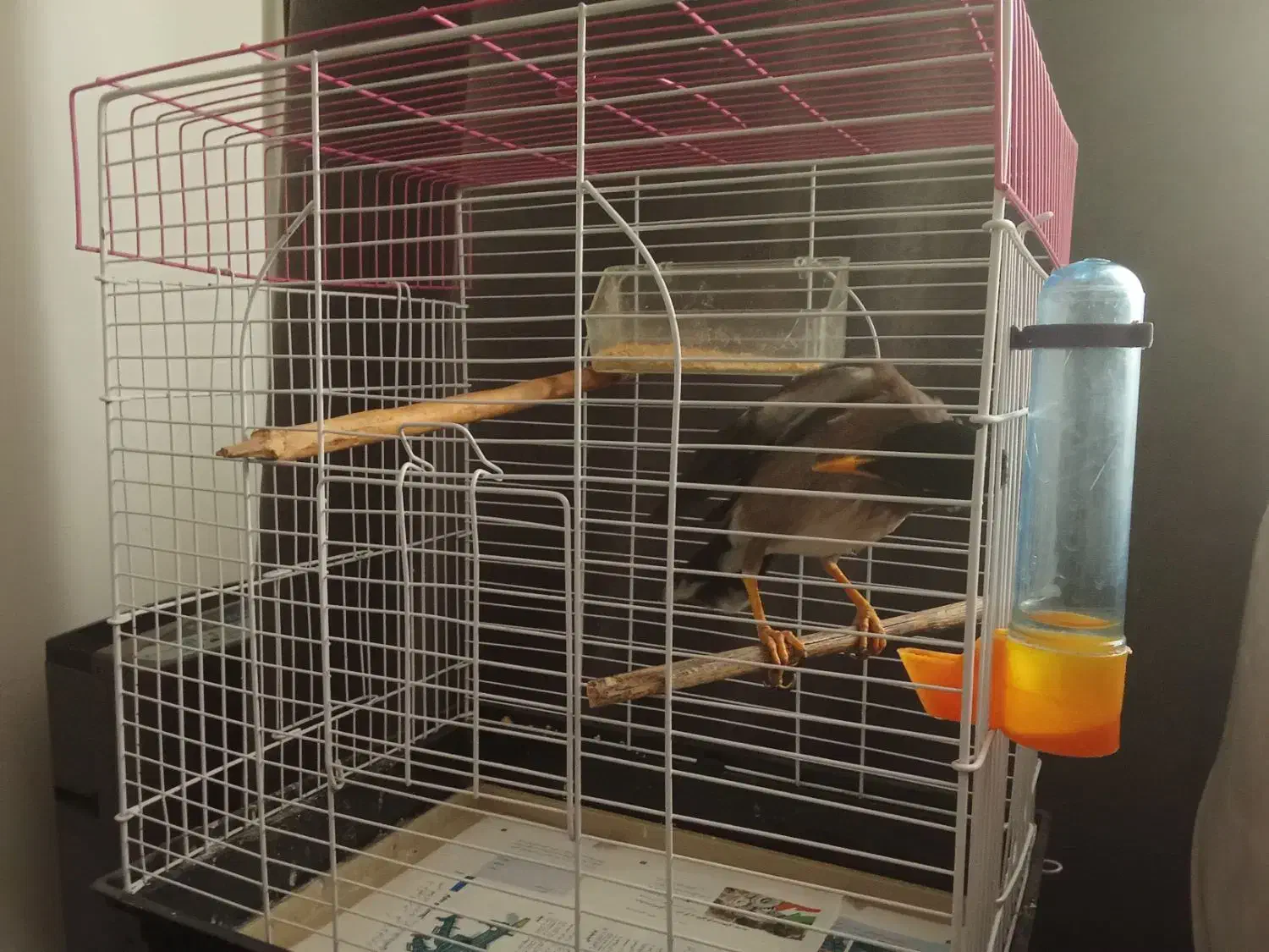 مرغمینا با قفس|پرنده|مشهد, شهرک امام هادی (شهرک غرب)|دیوار