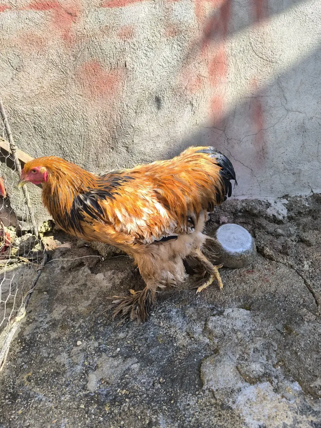 خروس برهما|حیوانات مزرعه|چرداول, |دیوار