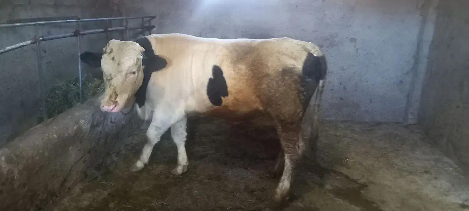 گوساله سیمینتال|حیوانات مزرعه|زنجانرود, |دیوار