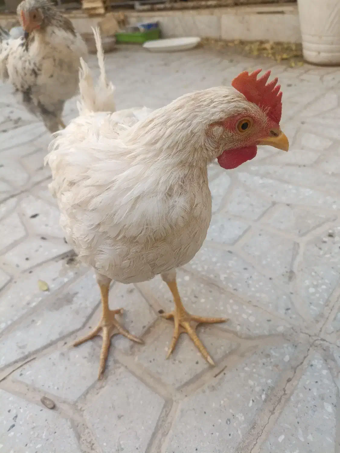 مرغ سرحال|حیوانات مزرعه|یزد, |دیوار