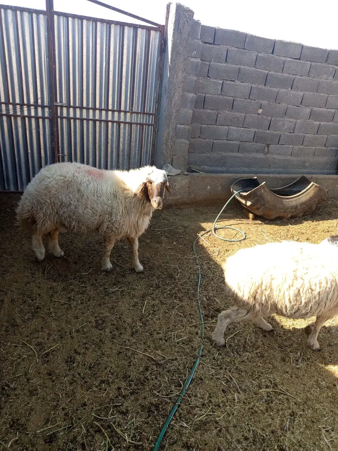 قوچ تخم|حیوانات مزرعه|جلگه ماژان, |دیوار