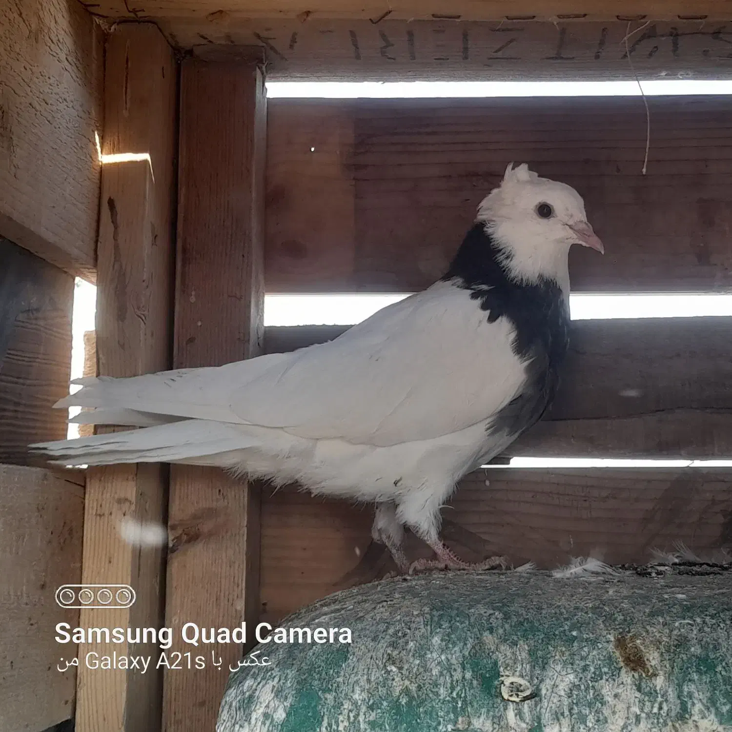 طوقی غلطی دار|پرنده|پیر بکران, |دیوار