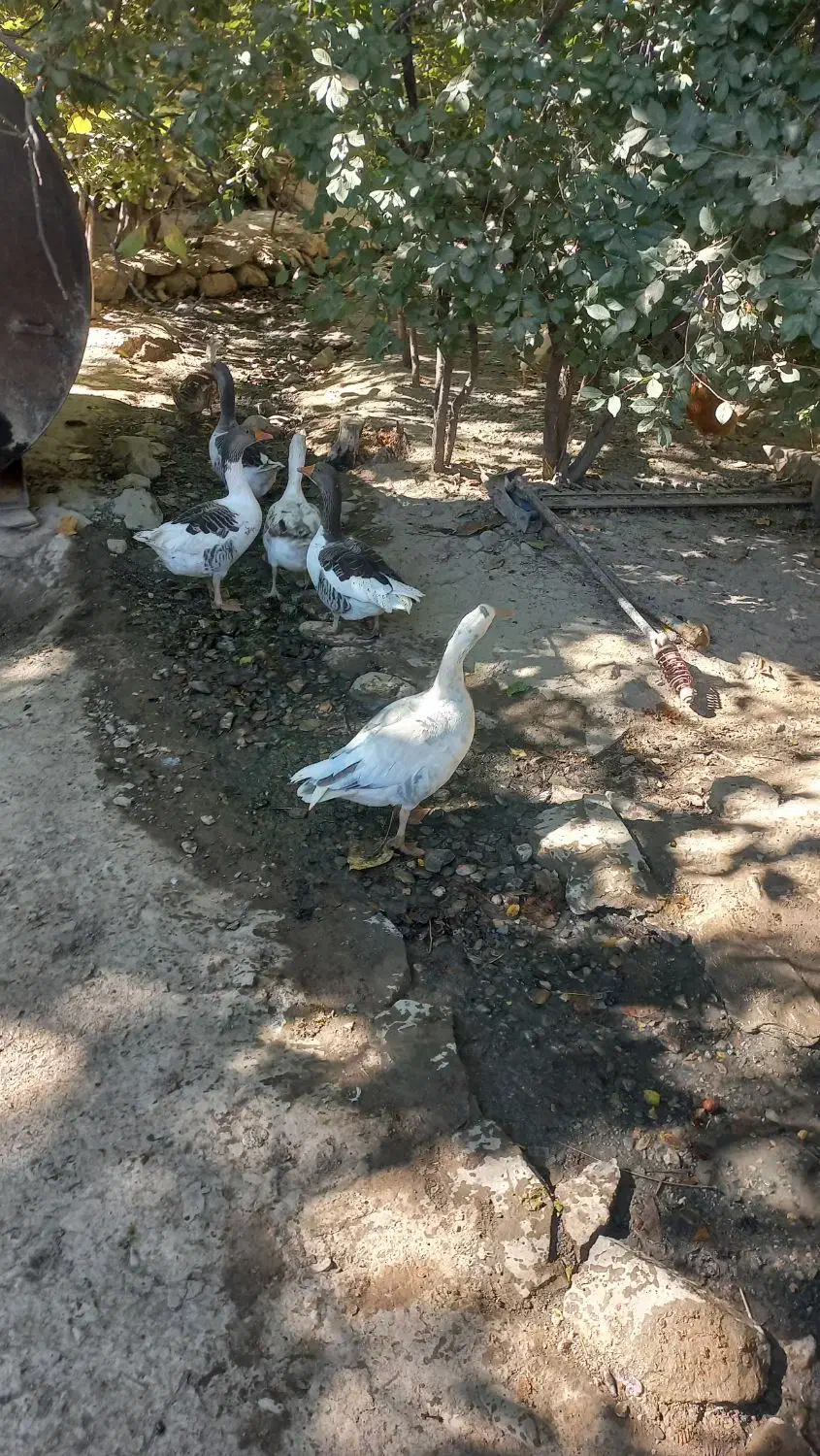 غاز|حیوانات مزرعه|خمین, |دیوار