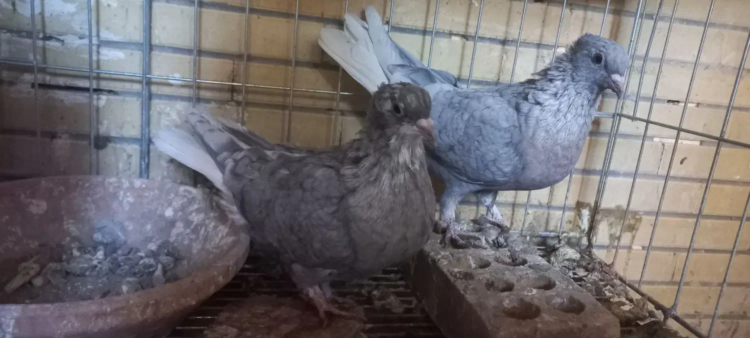 کفتر دم سفید|پرنده|شاهین‌شهر, خانه کارگر|دیوار